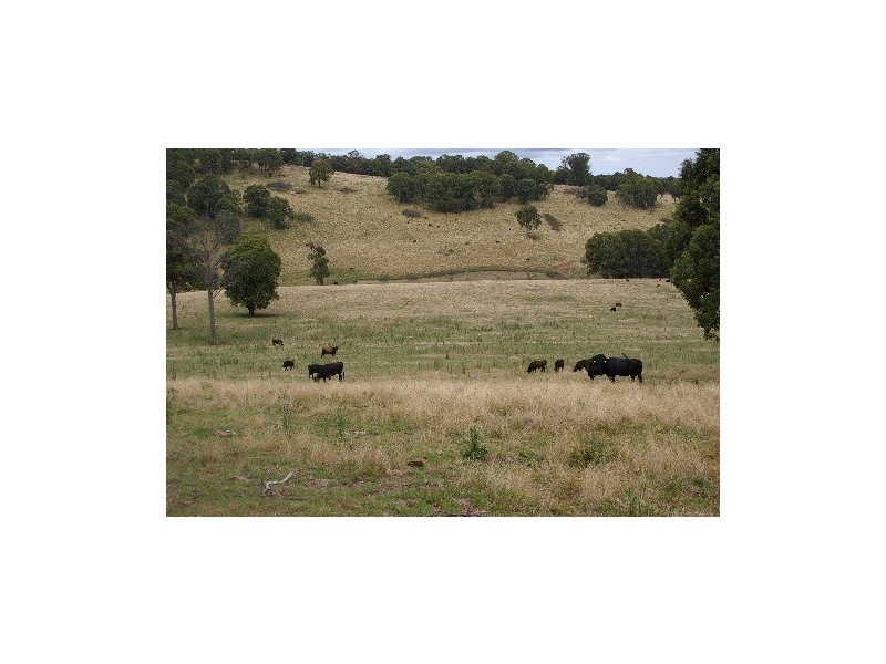 ‘Bellevue Downs’ Dungowan-Nowendoc Road, Niangala NSW 2354