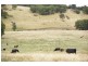‘Bellevue Downs’ Dungowan-Nowendoc Road, Niangala NSW 2354