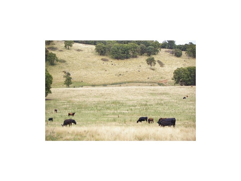 ‘Bellevue Downs’ Dungowan-Nowendoc Road, Niangala NSW 2354