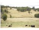 ‘Bellevue Downs’ Dungowan-Nowendoc Road, Niangala NSW 2354