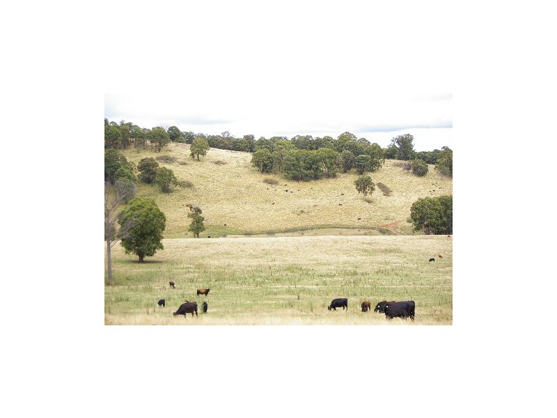 ‘Bellevue Downs’ Dungowan-Nowendoc Road, Niangala NSW 2354
