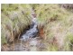 ‘Bellevue Downs’ Dungowan-Nowendoc Road, Niangala NSW 2354