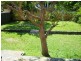 24 Wallangra Road, Dover Heights NSW 2030