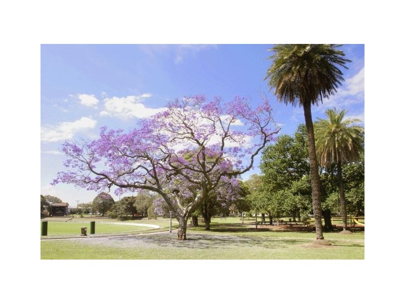 117 Brighton Street, Petersham NSW 2049