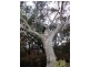 228-278 Chapman Pde, Faulconbridge NSW 2776
