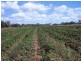 Winfield QLD 4670