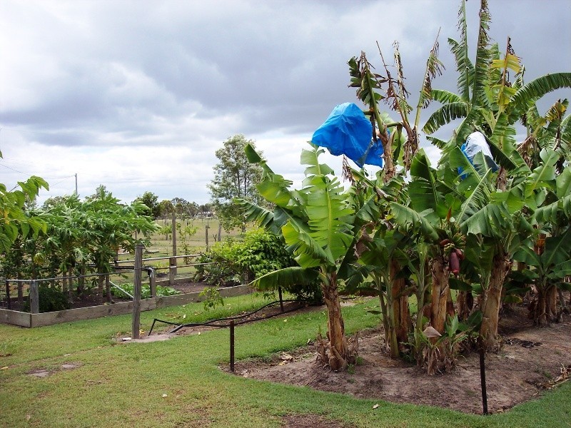 Buxton QLD 4660