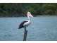 Noosaville QLD 4566