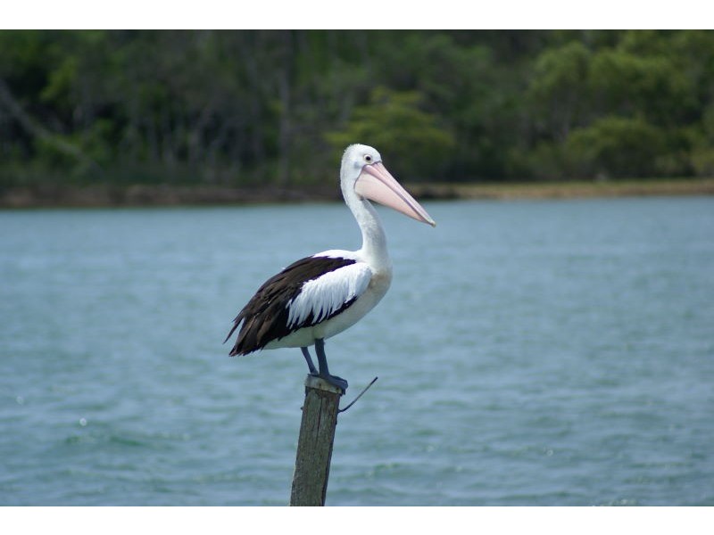 Noosaville QLD 4566