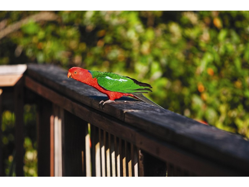 27 Tramway Road, North Avoca NSW 2260