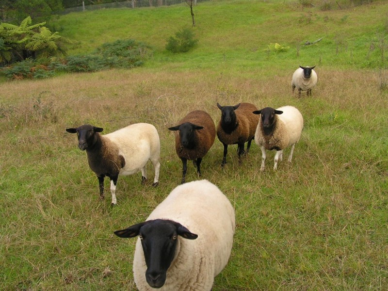 1115B Princes Highway, Conjola NSW 2539