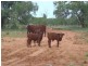 Cunnamulla QLD 4490