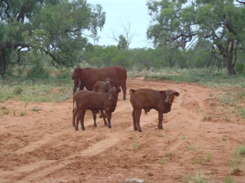 Cunnamulla QLD 4490