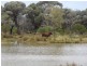 Cunnamulla QLD 4490