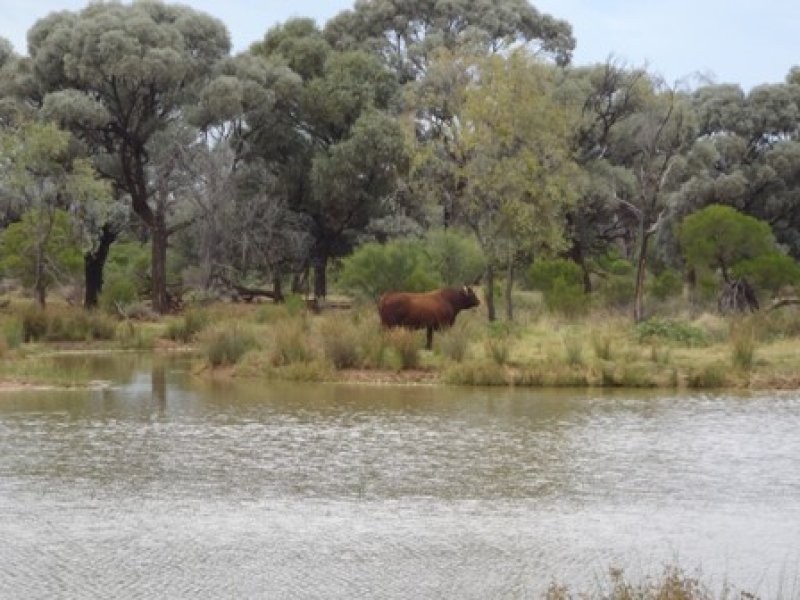 Cunnamulla QLD 4490