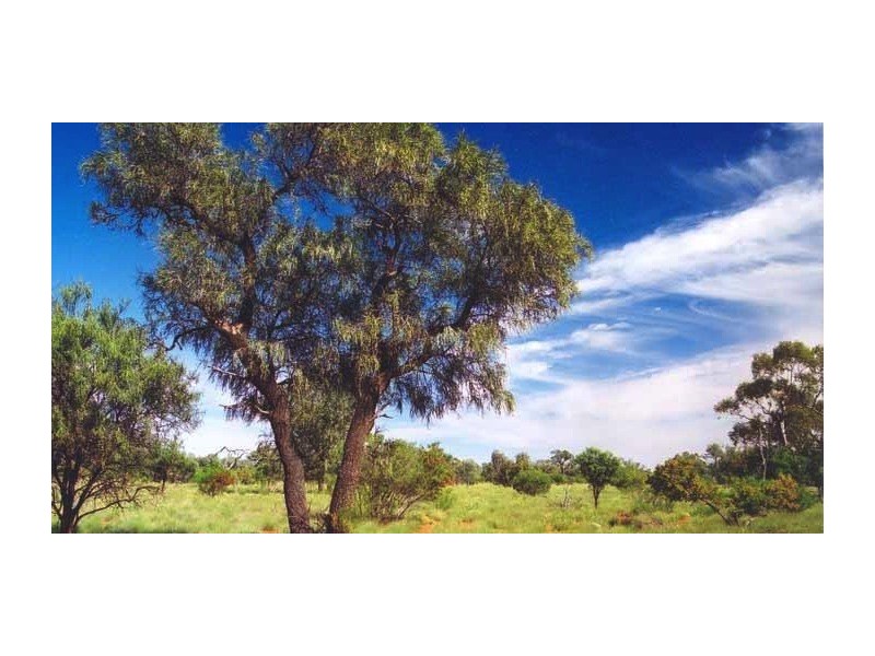 Cunnamulla QLD 4490