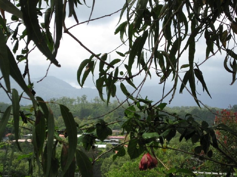 42 Robert Street, Bellingen NSW 2454