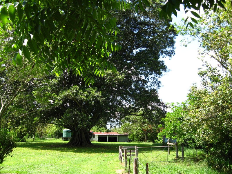 445 Summervilles Road, Bellingen NSW 2454