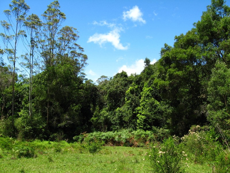 989 Valery Road, Bellingen NSW 2454