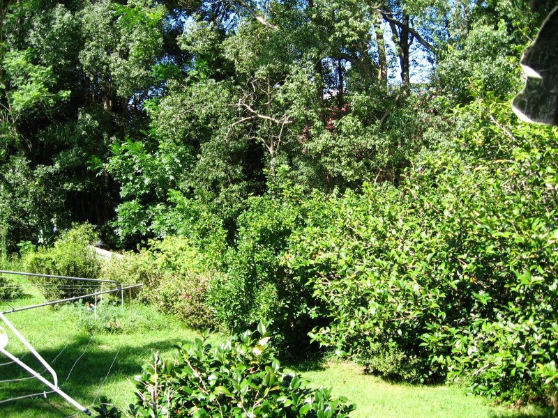 6 Mary Street, Bellingen NSW 2454