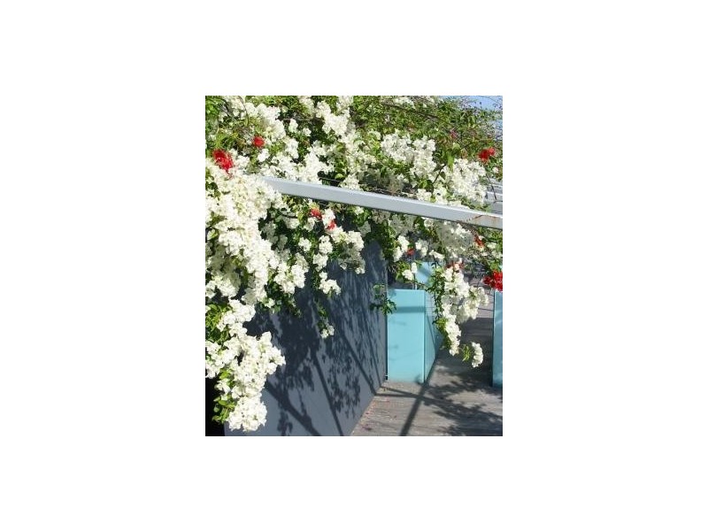 320 Harris Street, Pyrmont NSW 2009