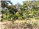 62 Perulpa Drive, Lamb Island QLD 4184
