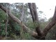 Wentworth Falls NSW 2782