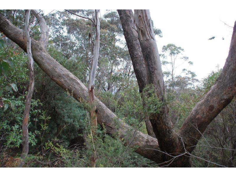 Wentworth Falls NSW 2782