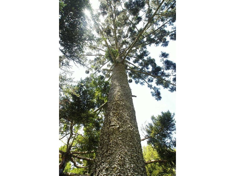 Lot 6 Broken Head Road, Broken Head NSW 2481