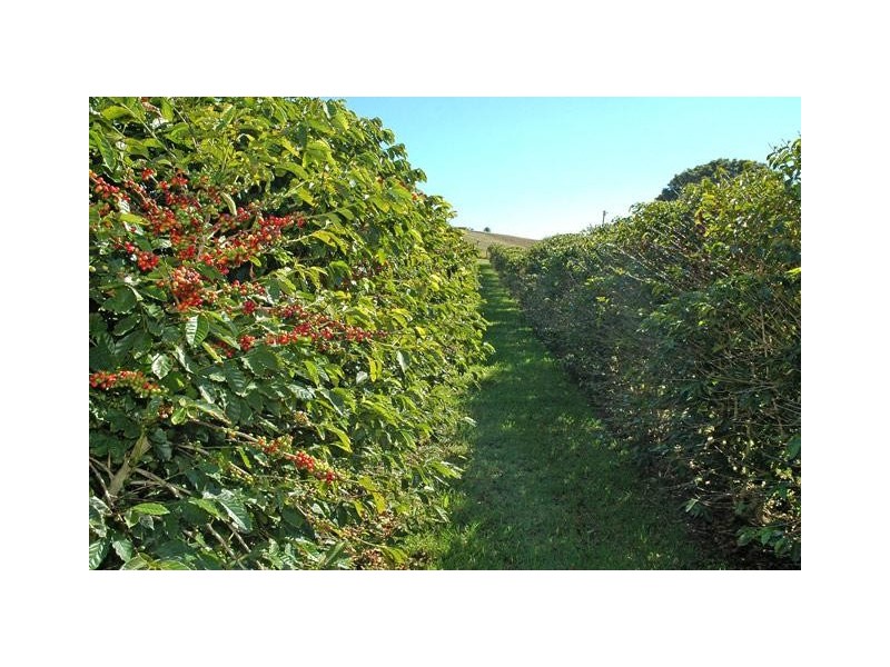 Fernleigh Road, Fernleigh NSW 2479