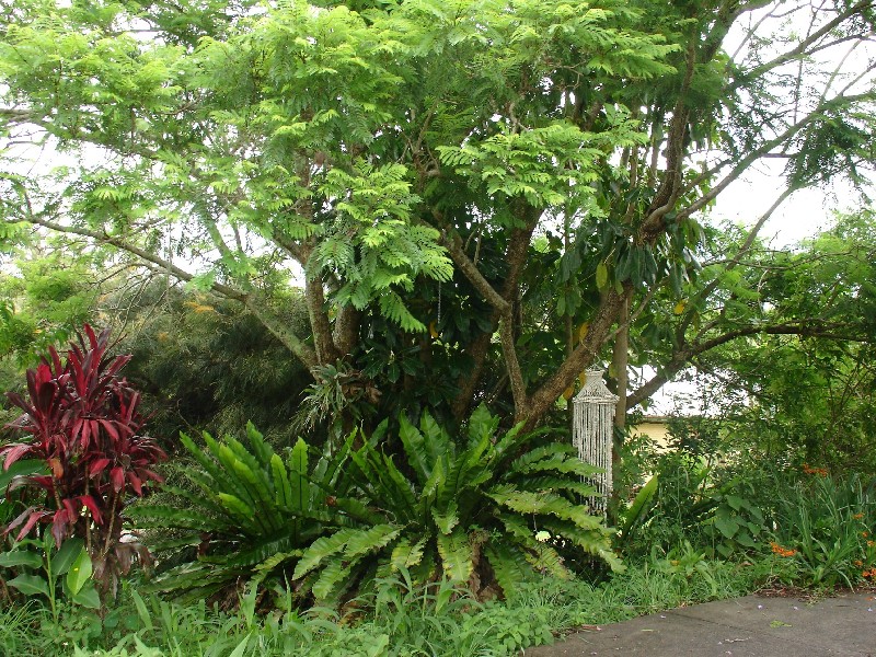 1 Campbell Street, Bangalow NSW 2479