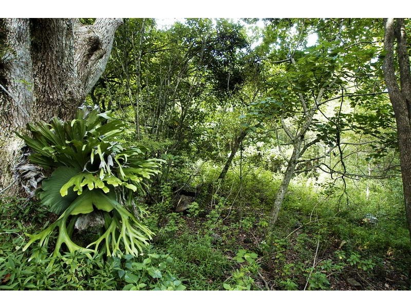 1250 Coolamon Scenic Drive, Bangalow NSW 2479