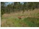 Bunyah NSW 2429