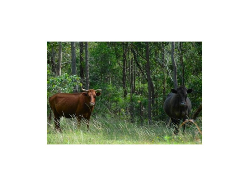 Bunyah NSW 2429