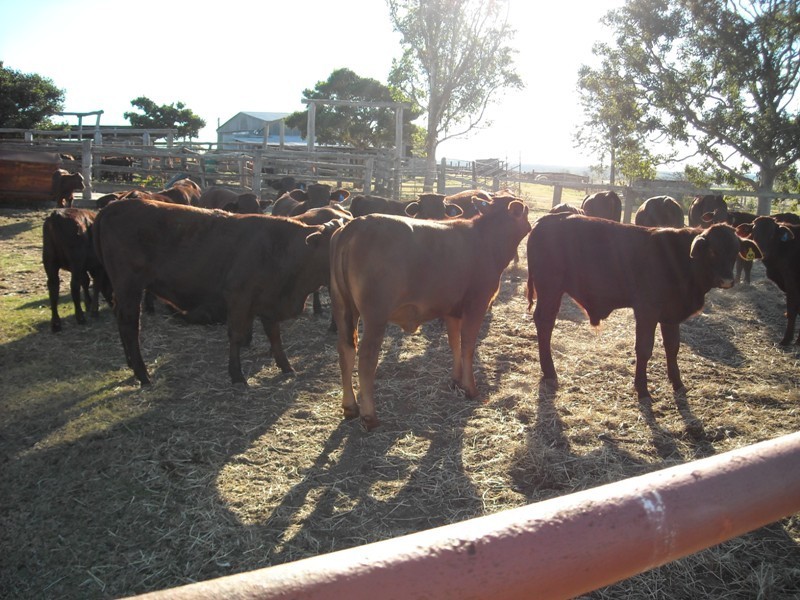Moffatdale QLD 4605