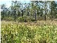 Magnolia QLD 4650