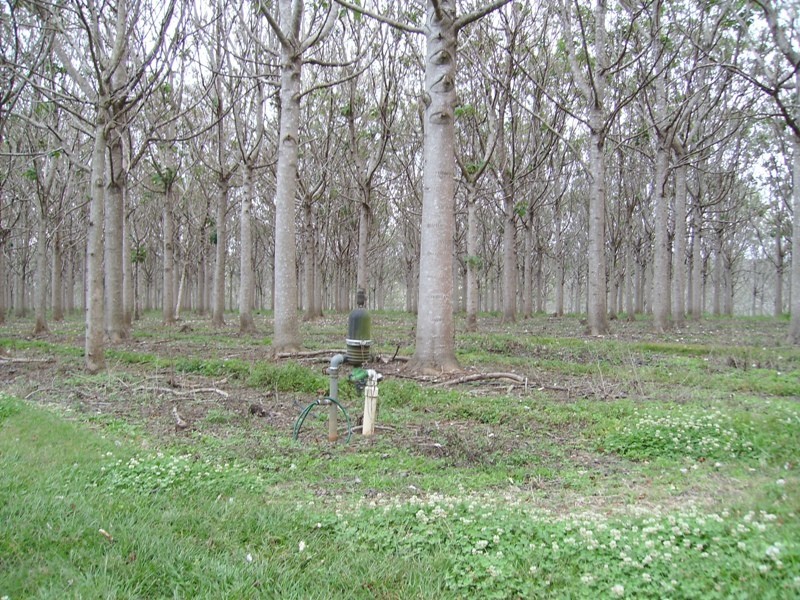Bauple QLD 4650