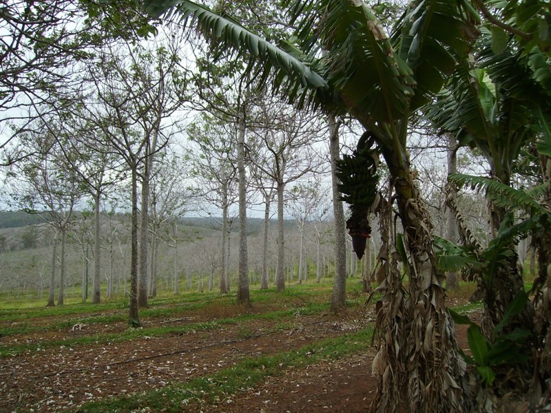 Bauple QLD 4650