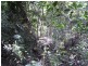 Bauple QLD 4650