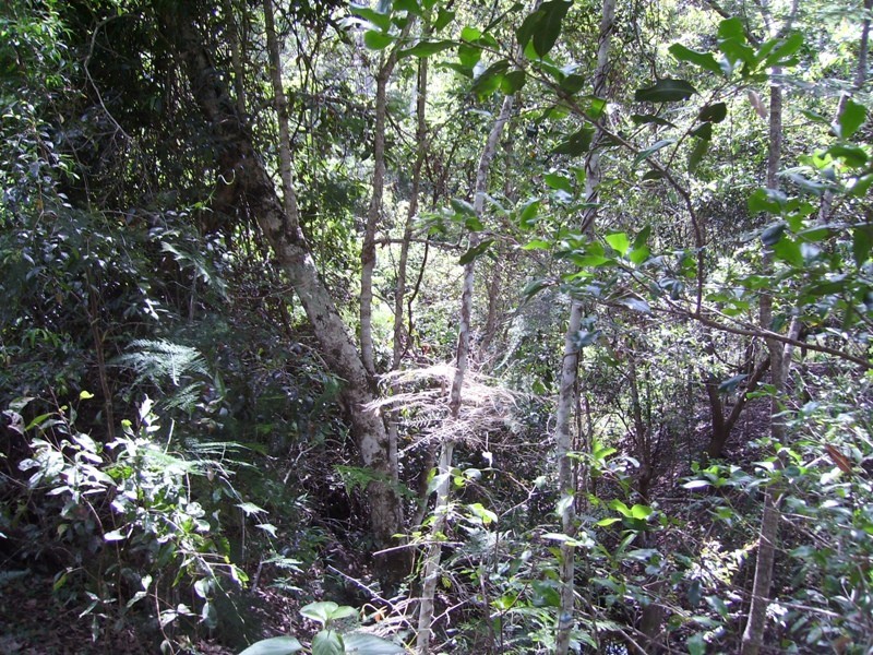 Bauple QLD 4650