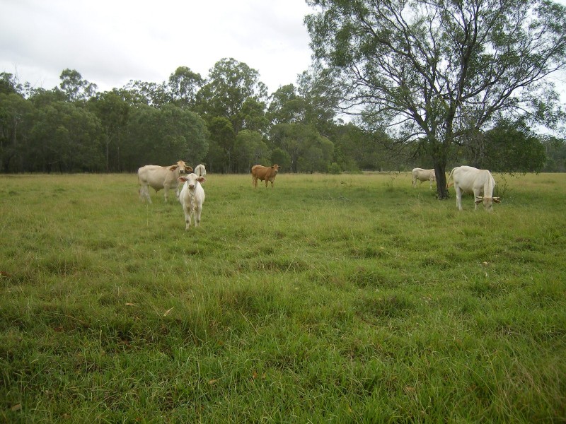 Yengarie QLD 4650