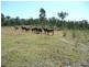 Golden Fleece QLD 4621