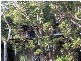 Dangar Island NSW 2083