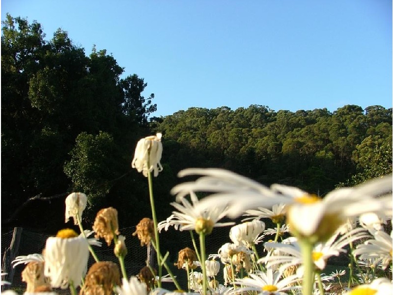 224 Sleepy Hollow Road, Sleepy Hollow NSW 2483