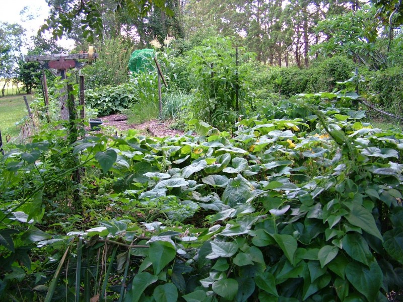 1313 Dunoon Rd, Dunoon NSW 2480