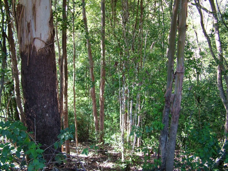 Lot 1 Upper Burringbar Rd, Burringbar NSW 2483