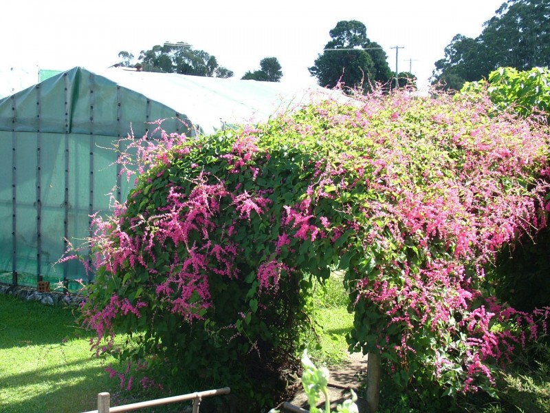 110 The Saddle Road, Mullumbimby NSW 2482