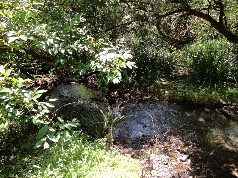 Mount Burrell NSW 2484