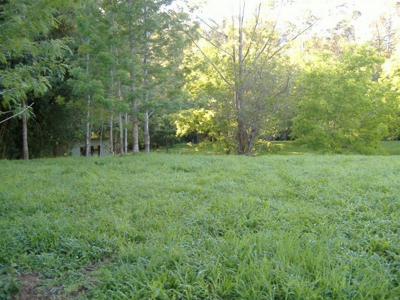 Mount Burrell NSW 2484