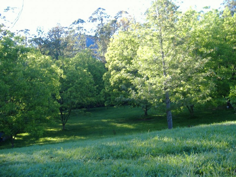 Mount Burrell NSW 2484